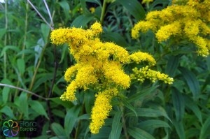 solidago gigantea9